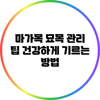 마가목 묘목 관리 팁: 건강하게 기르는 방법