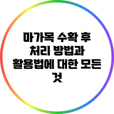 마가목 수확 후 처리 방법과 활용법에 대한 모든 것