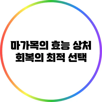 마가목의 효능: 상처 회복의 최적 선택